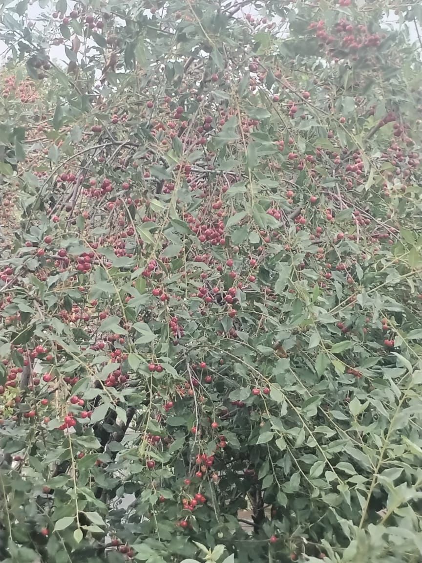Продам вишню,свежесобрана