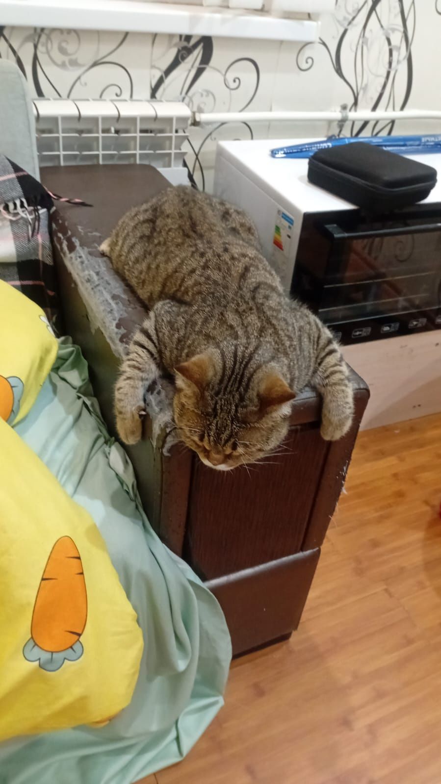 Животные домашние