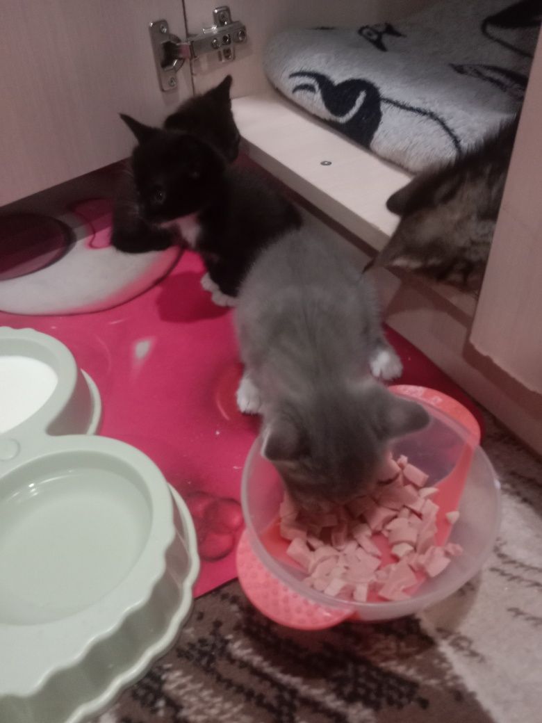 Отдам котят в добрые руки