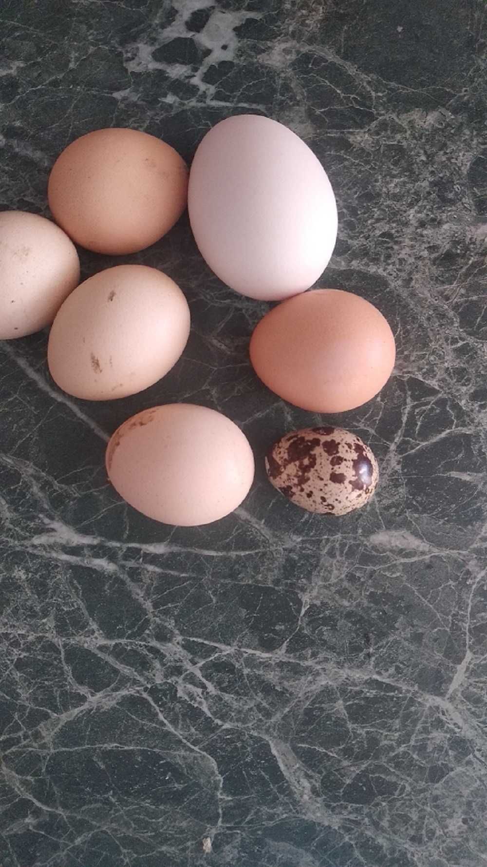 Продам яйца домашние