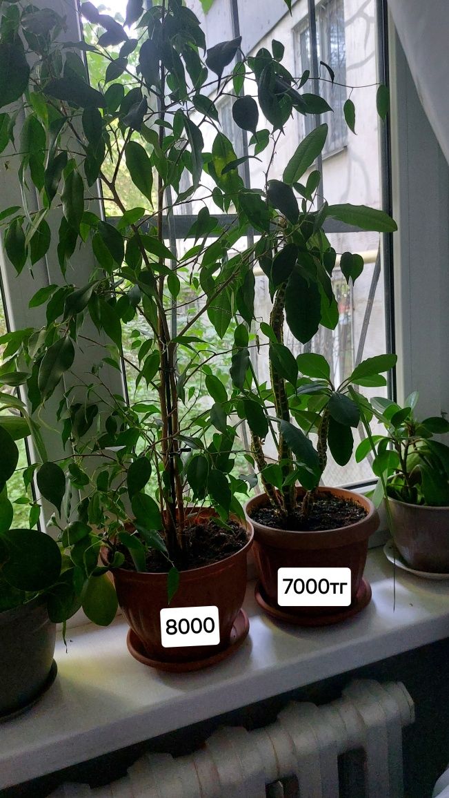 Комнатные растение болшые
