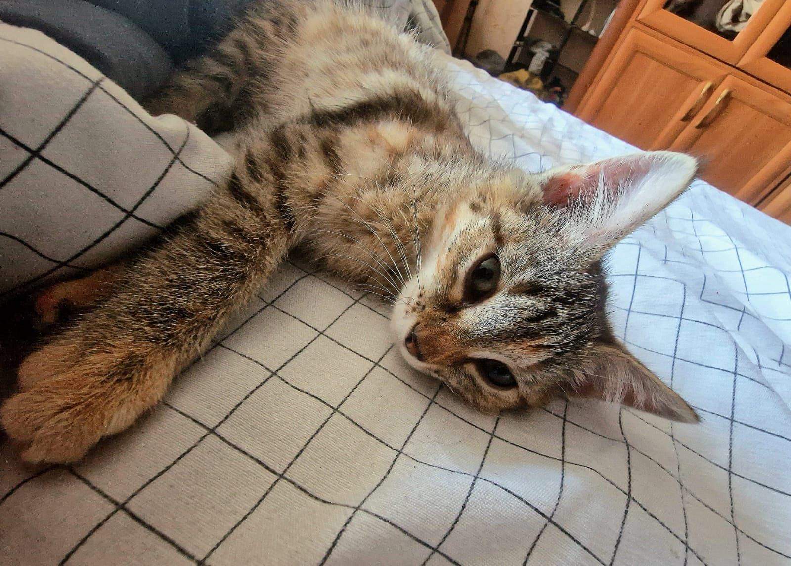 Котенок ищет дом