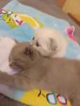 Котята британские