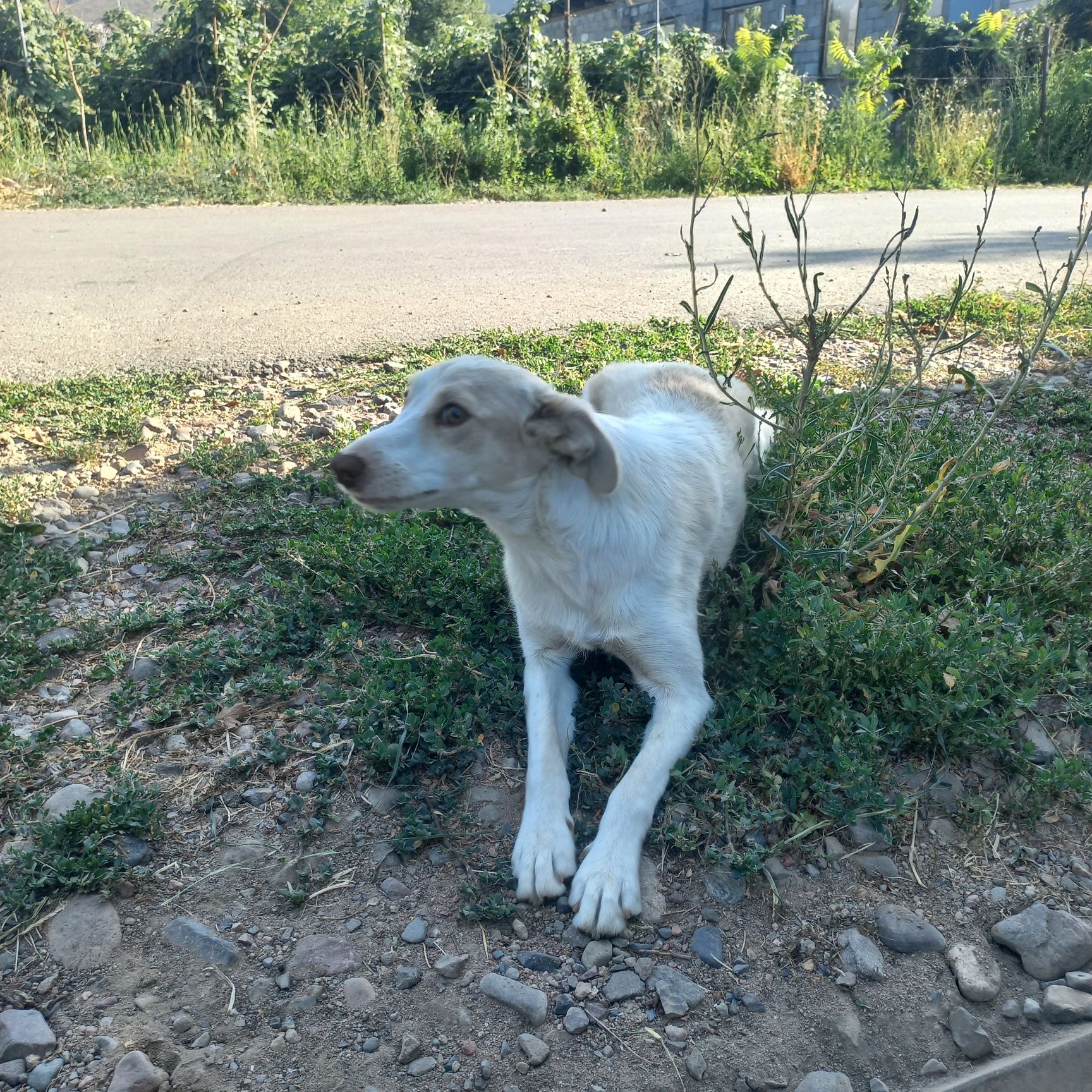 Отдам щенка в добрые руки