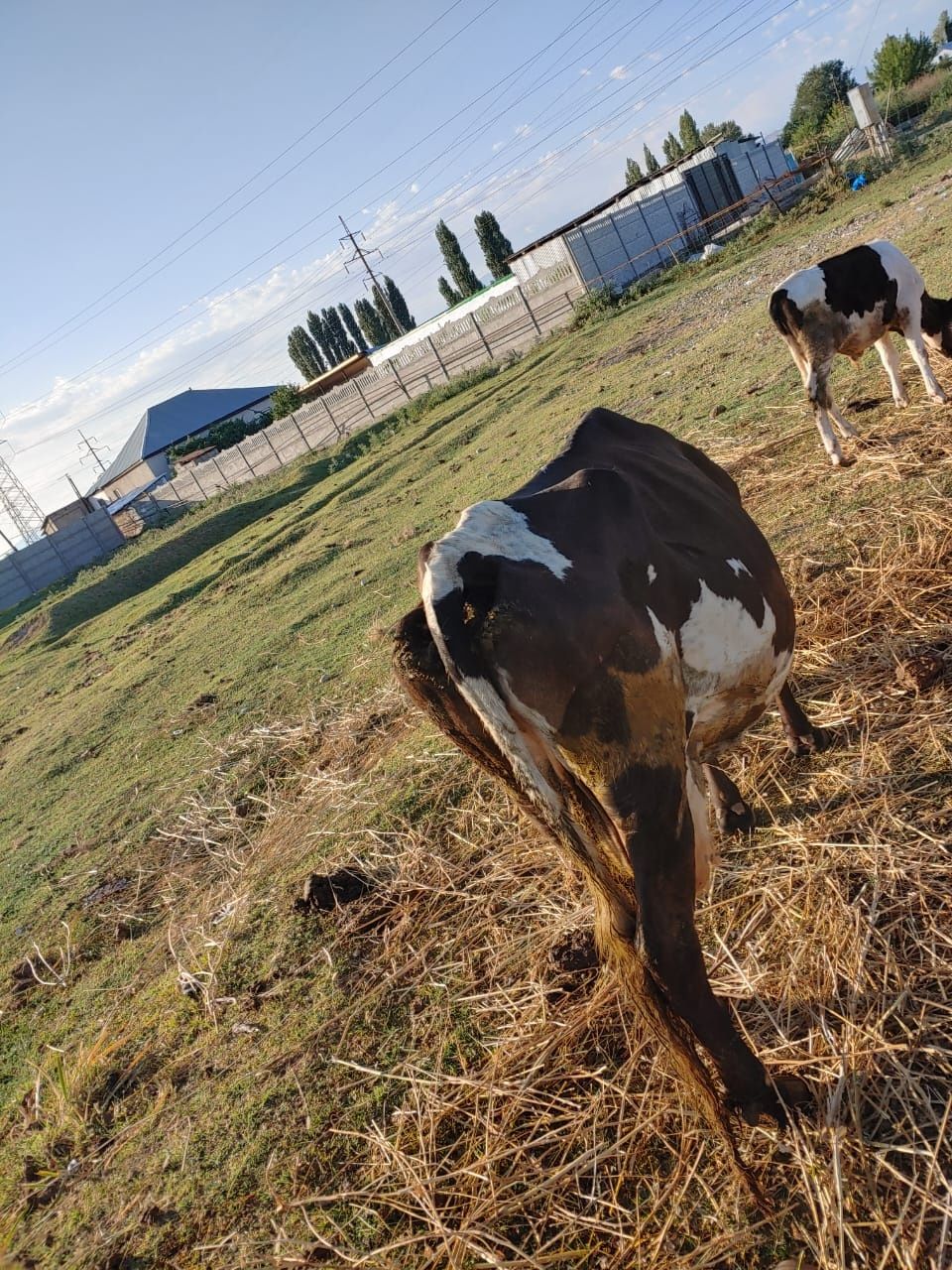 Продам корову молочную