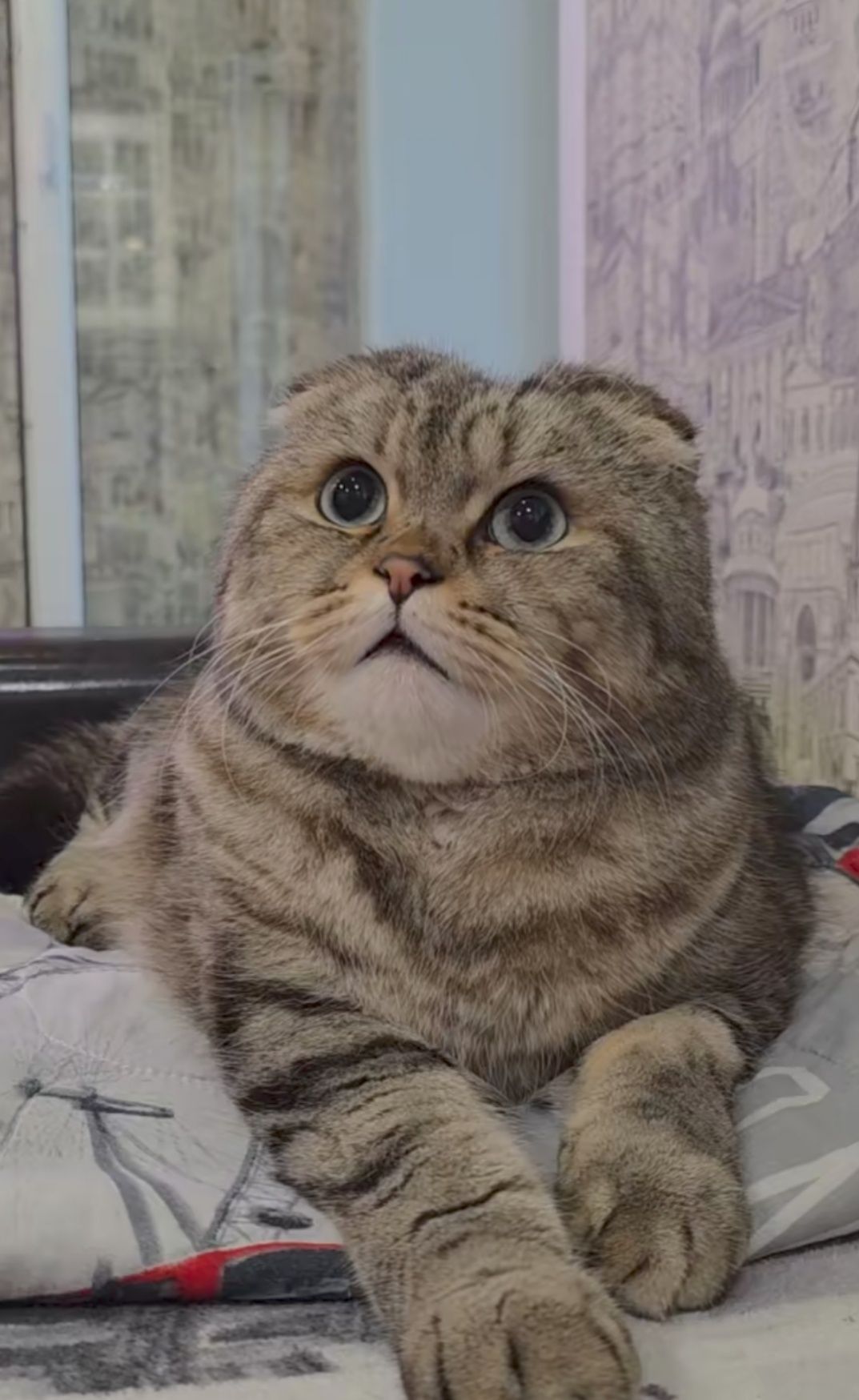 ВЯЗКА котик породы Шотландец Скоттиш  фолд.