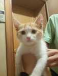 котик,мальчик отдадим в хорошие руки Уральск