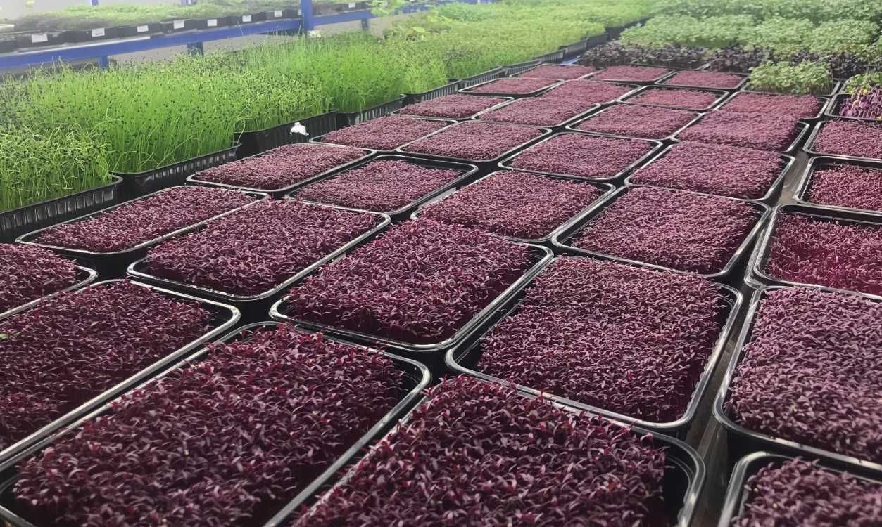 Микрозелень в ассортименте, Съедобные цветы, Baby Leaves