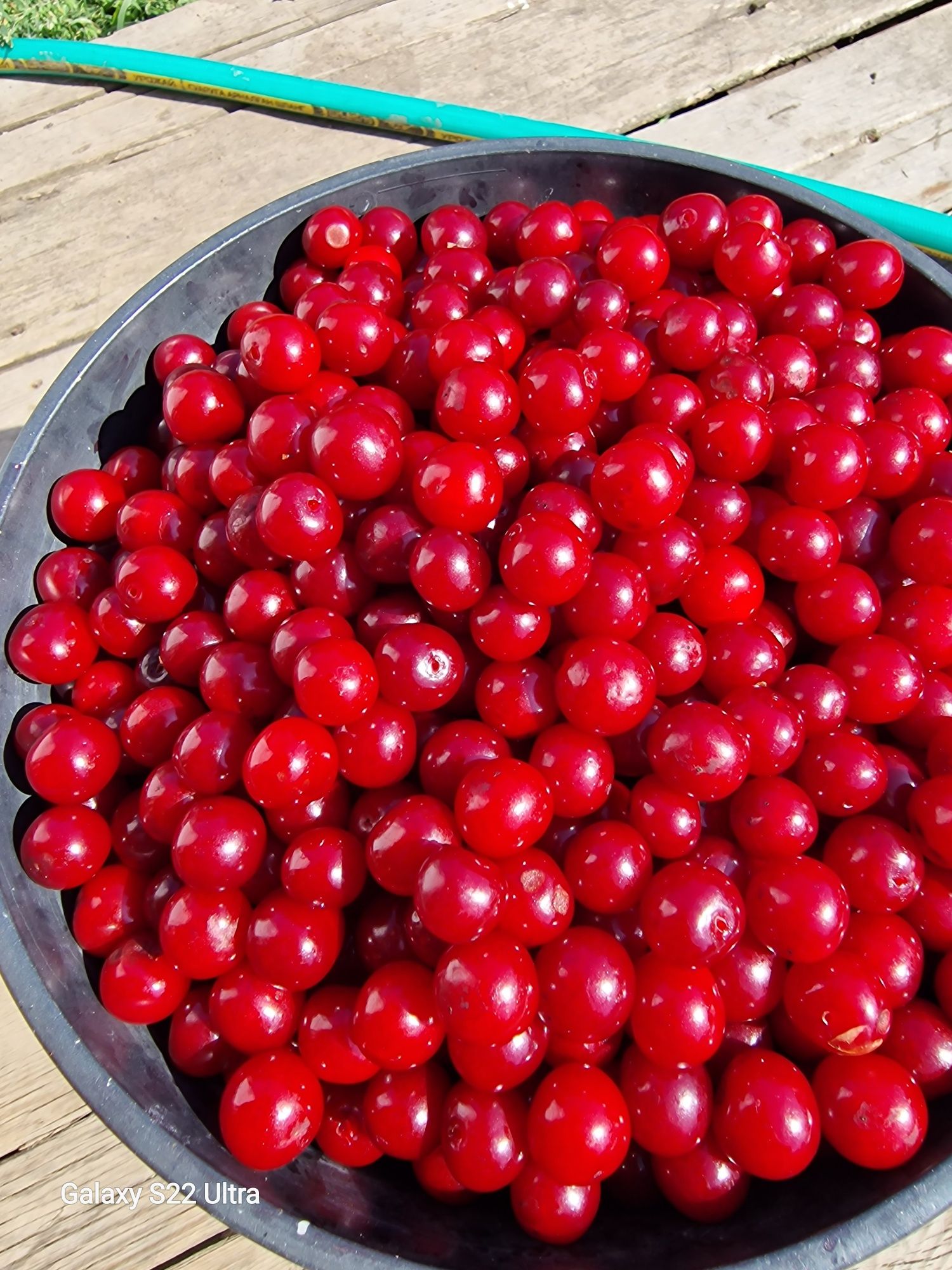 Вишня садовая сладкая