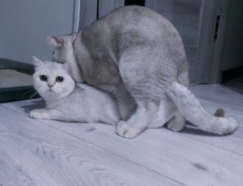 ВЯЗКА ( вислоухих и прямоухих кошечек) крупный котик ,шиншилла