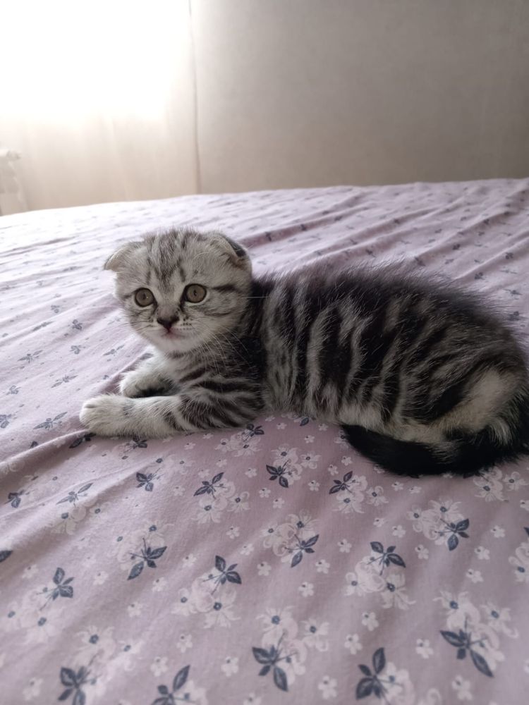 Шотландские котята в продаже