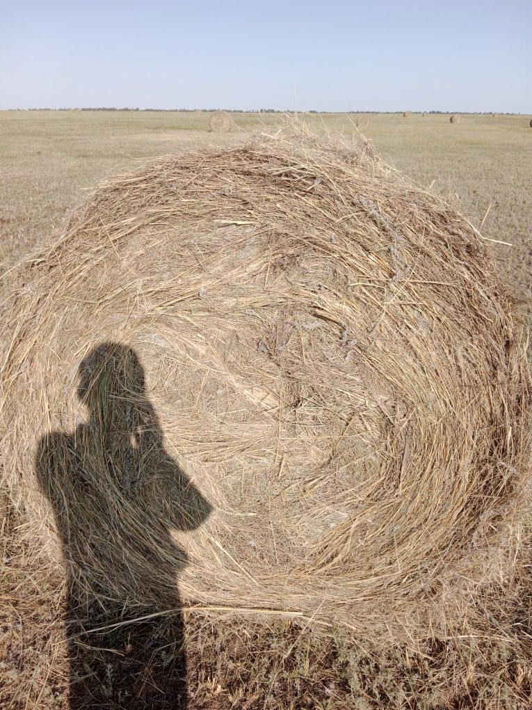 Продам сено в рулонах