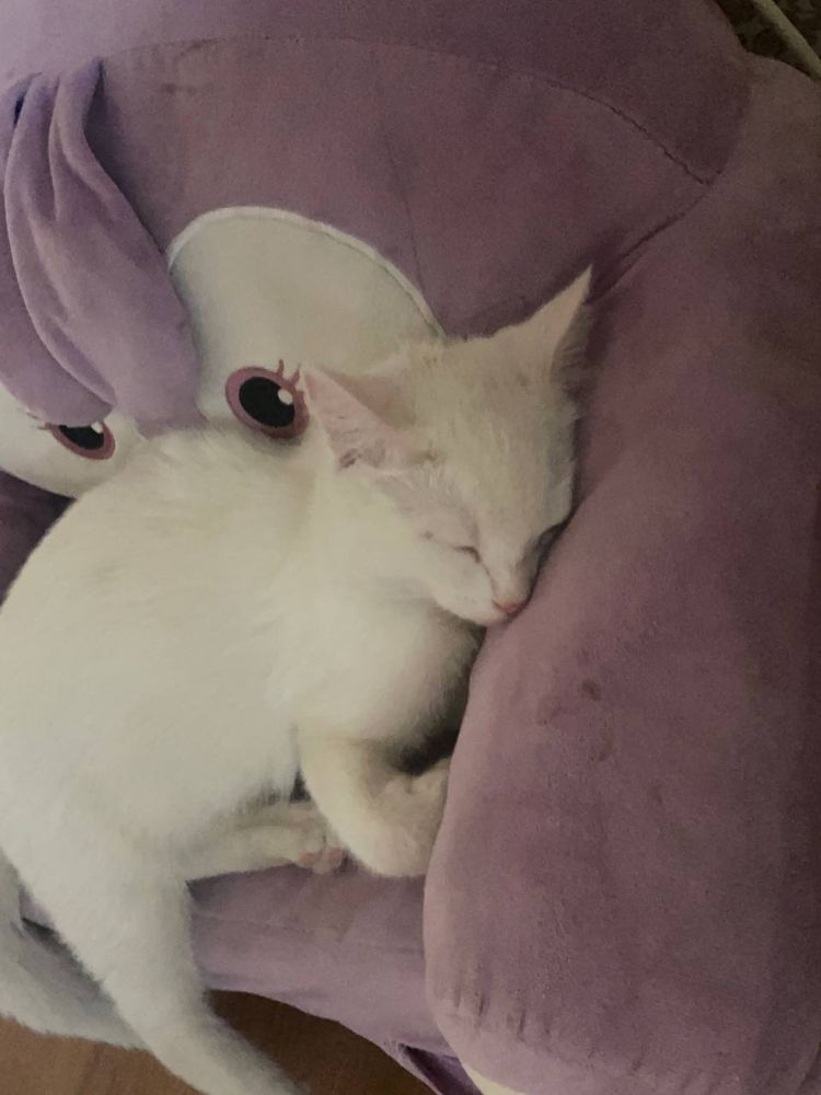 отдам котенка в очень хорошие руки
