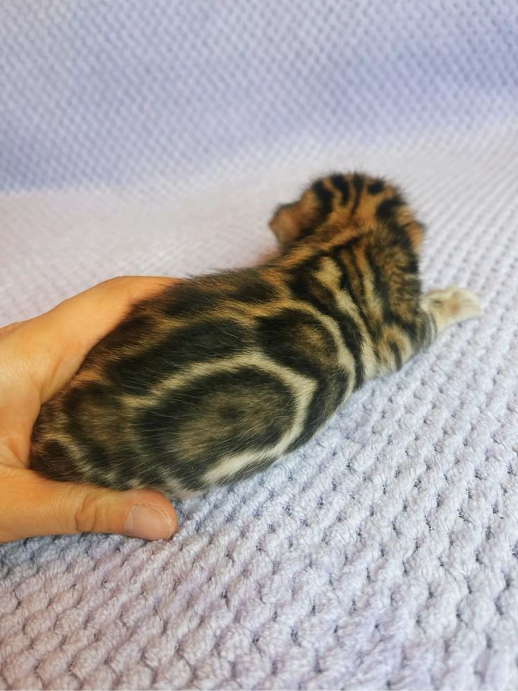 Котенок бенгал девочка