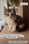 Отдам котенка маленький