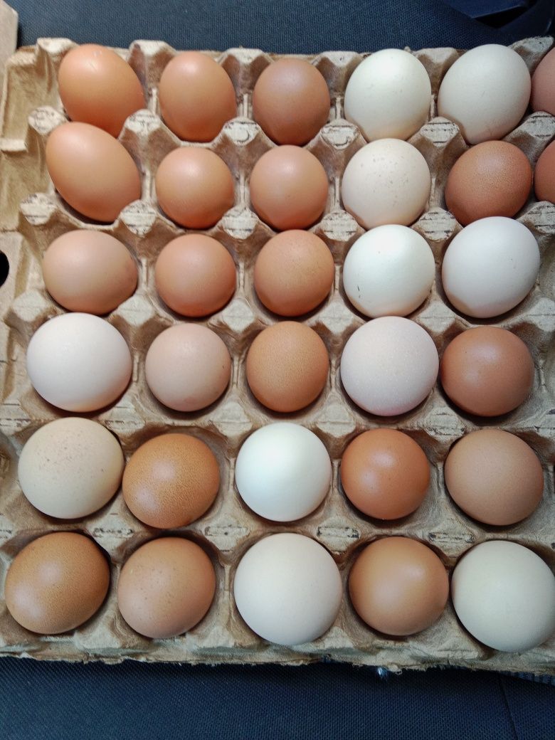Продам домашние яйца