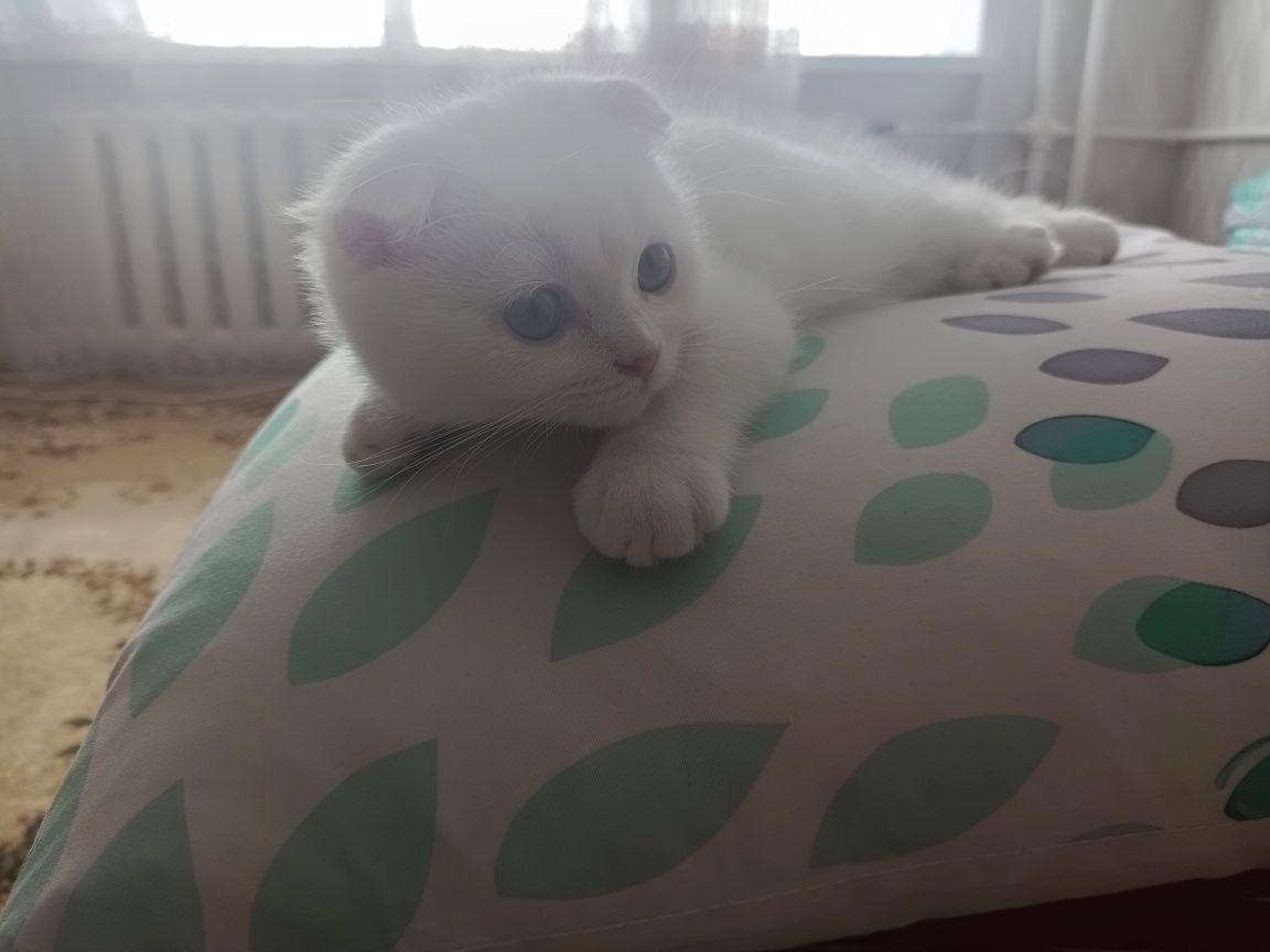Продам породистую кошечку!