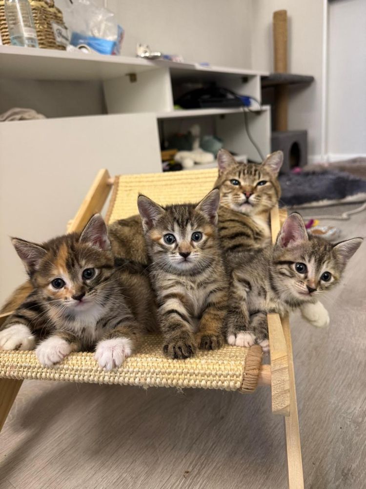 Котята бесплатно