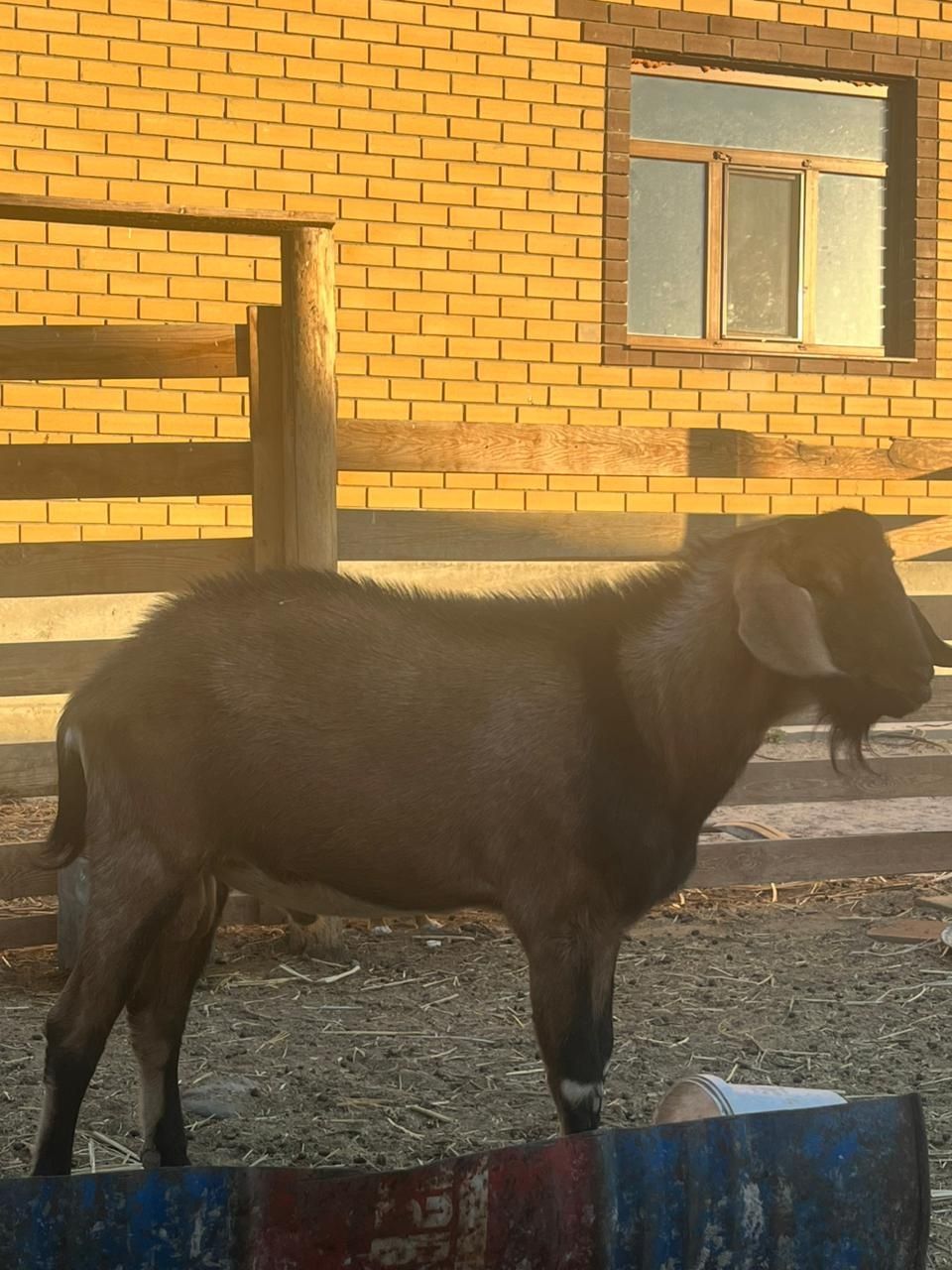 Сүті ешкілер сатылады