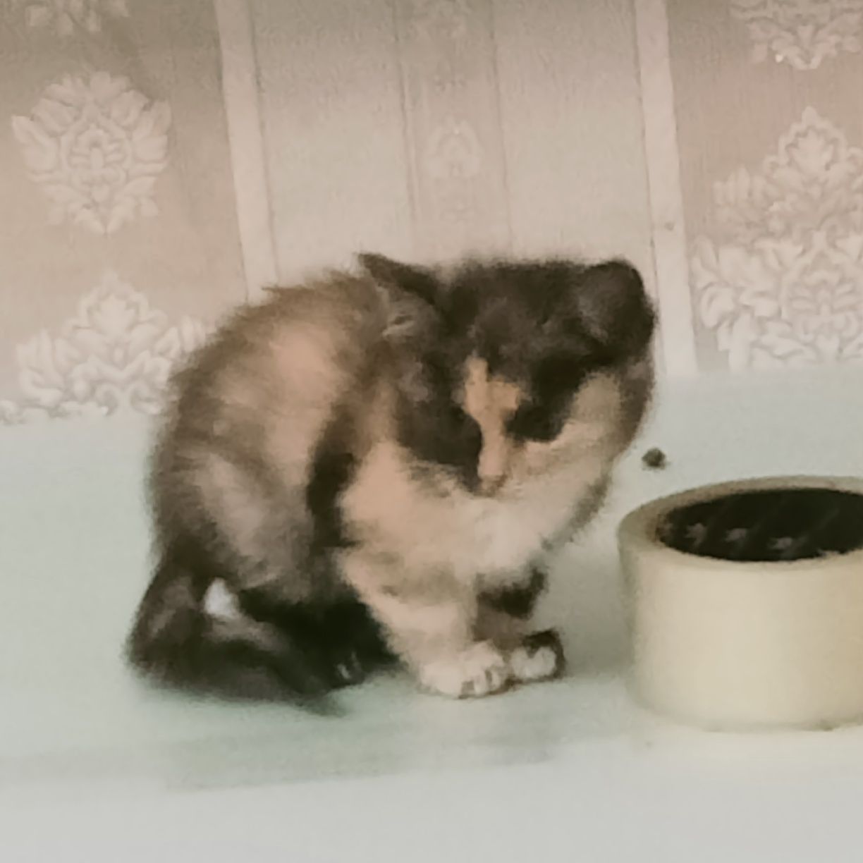 Отдам 3 котят в добрые руки