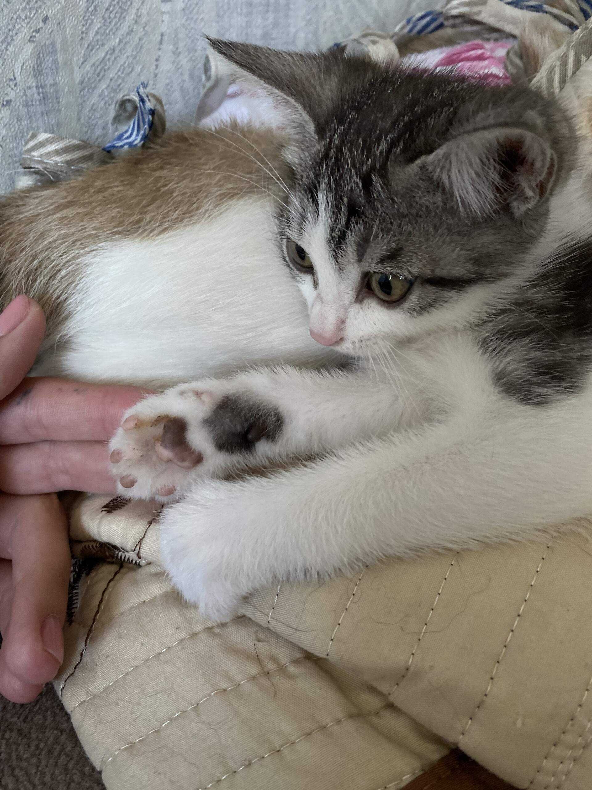 Котенок сиамской кошки