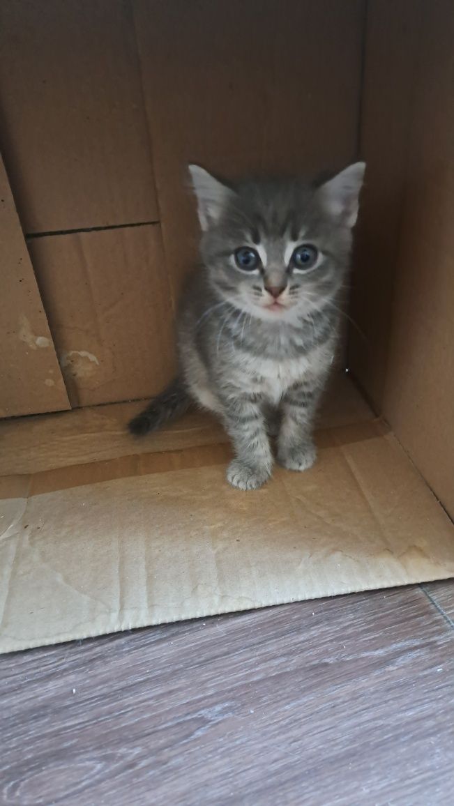 Отдам котят  бесплатно