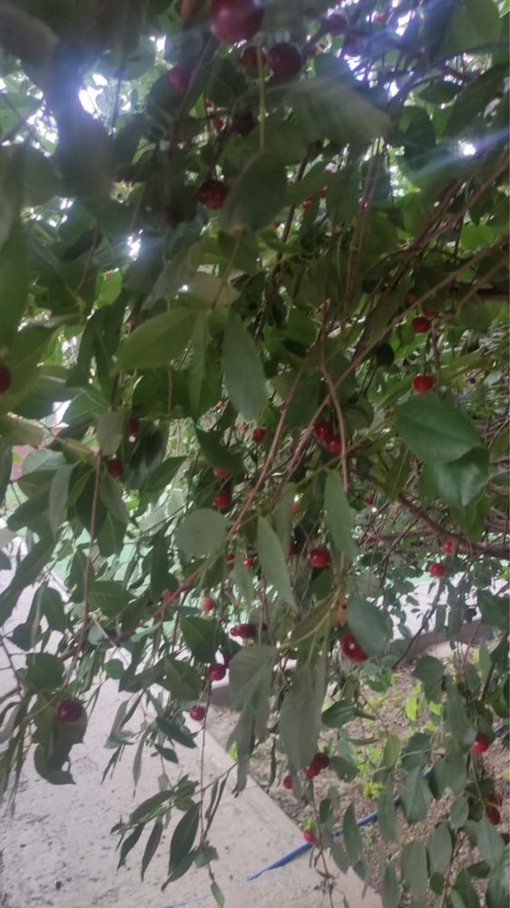 Вишня садовая, крупная, спелая