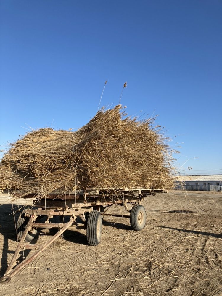 Қамыс 1 бау -1000т. Ұзындығы 2.3m 2,5м .доставка бар...