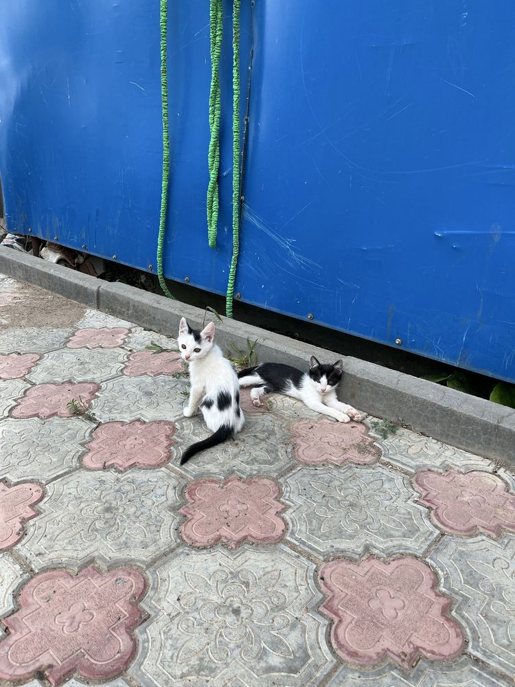 Отдам котят в добрые руки.