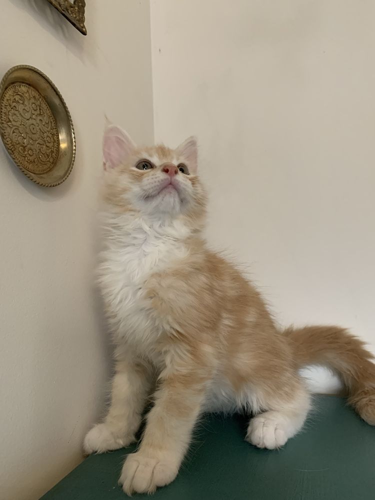 Котята мейнкун с родословными