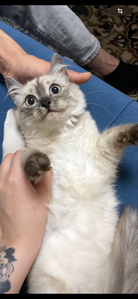 Отдам в добрые руки кошечку