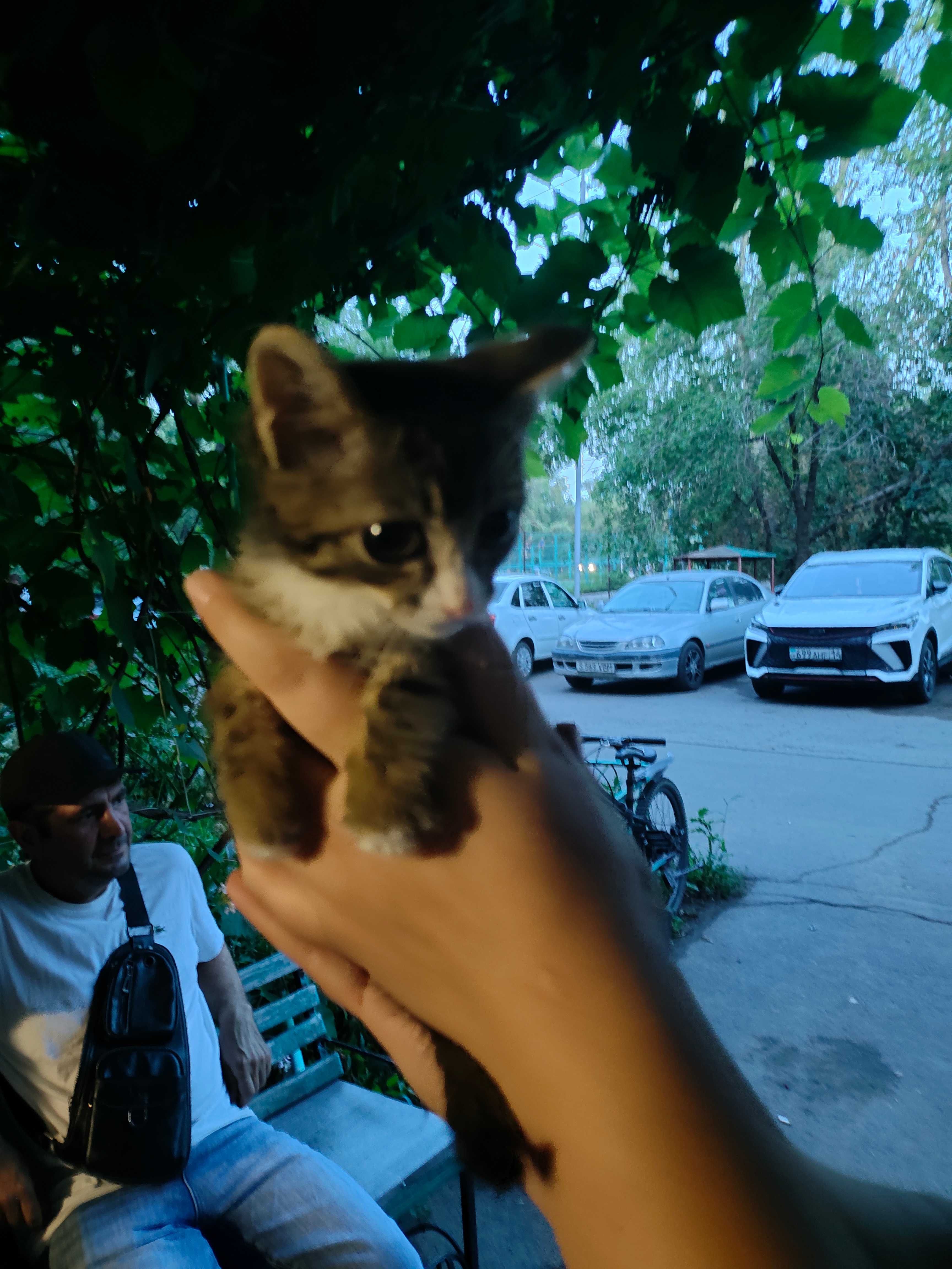Котята в добрые руки