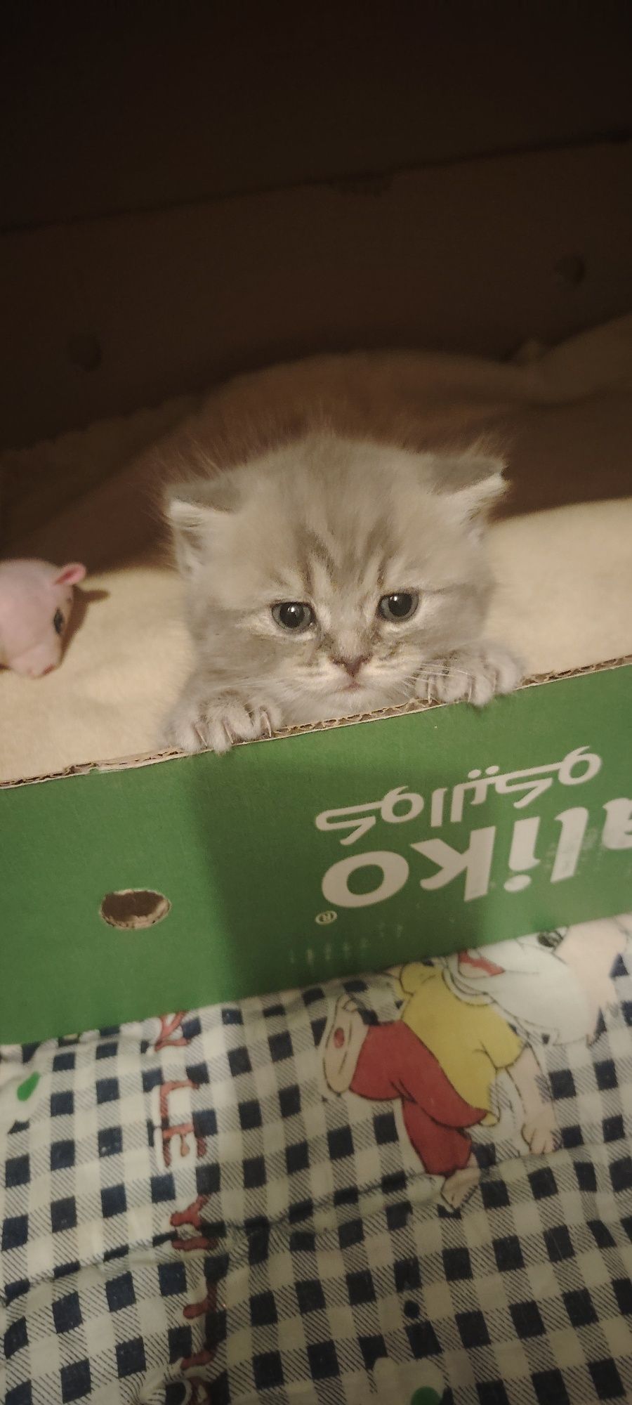 Продаётся пародистый котенок