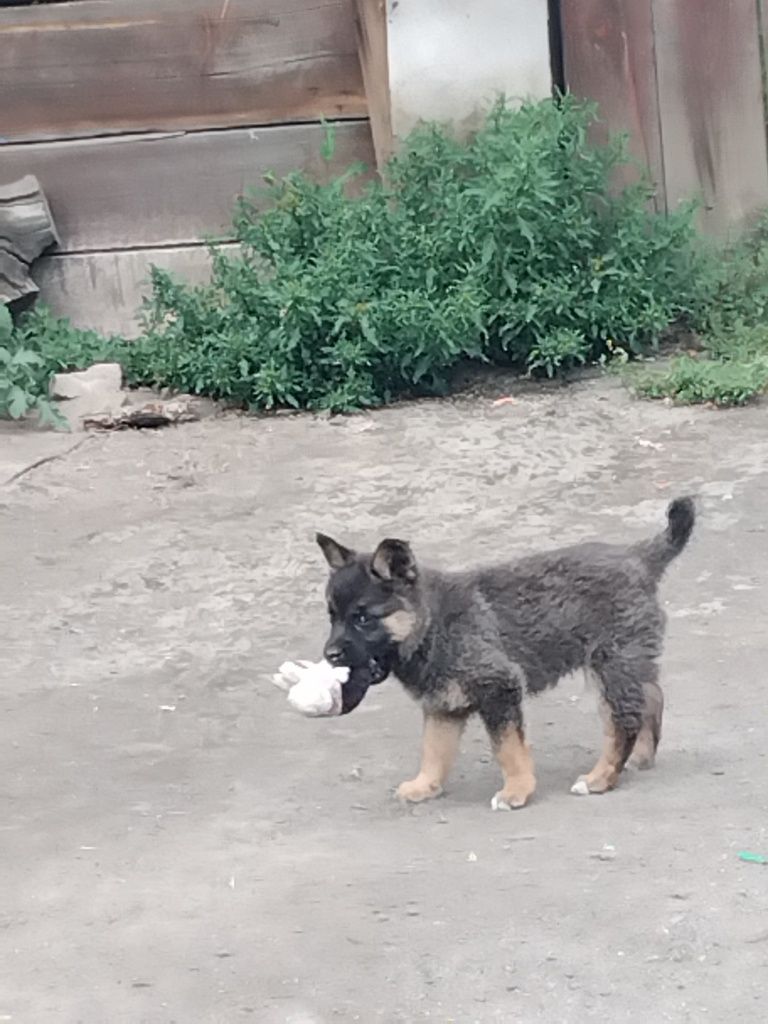 Отдам щенка девочку, не породистая