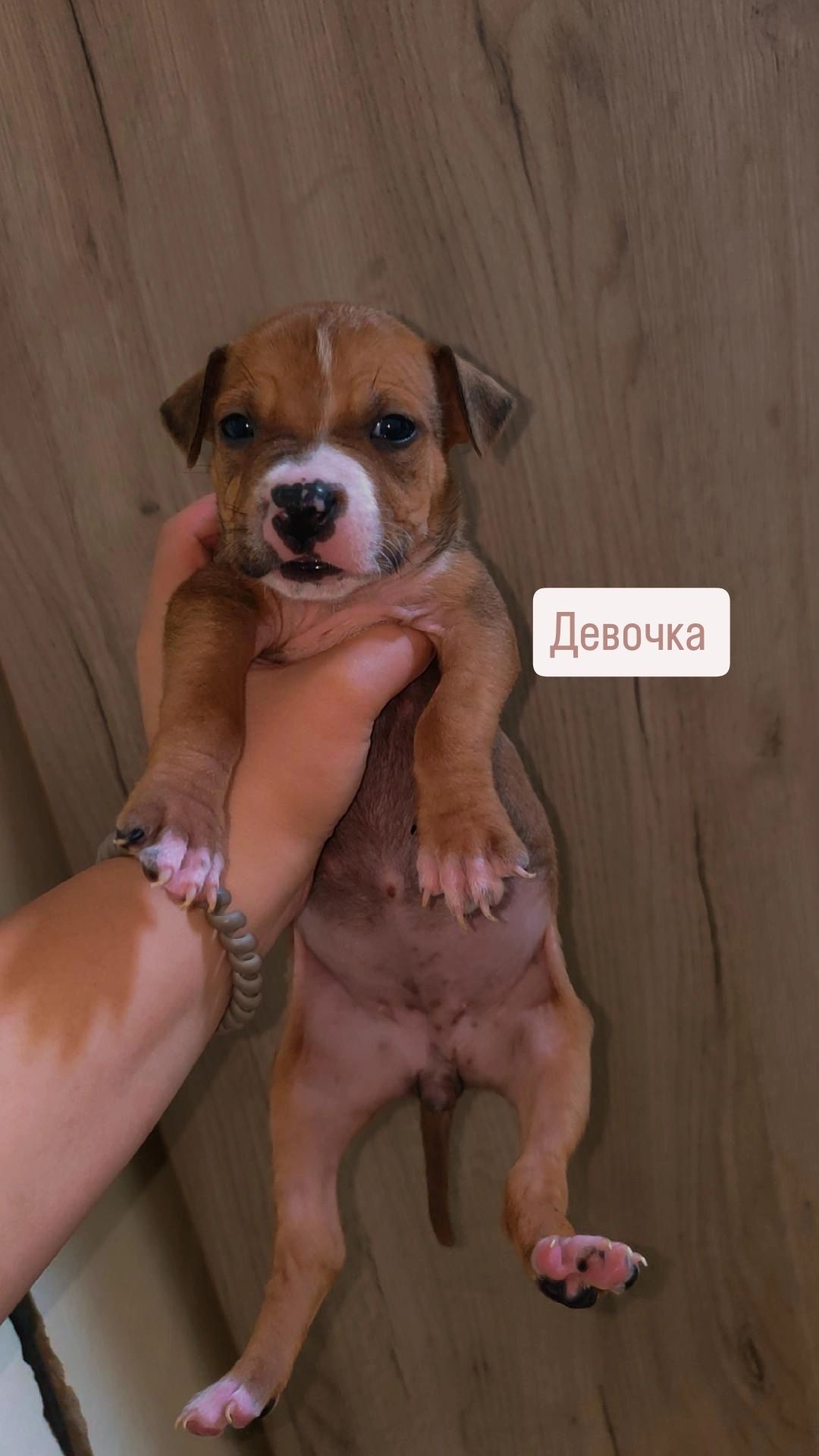 Стаффордширский терьер