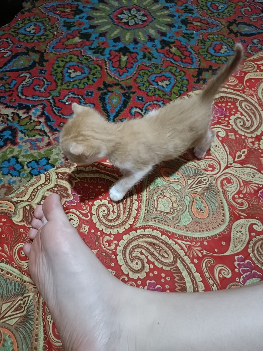 Котята даром, месячные