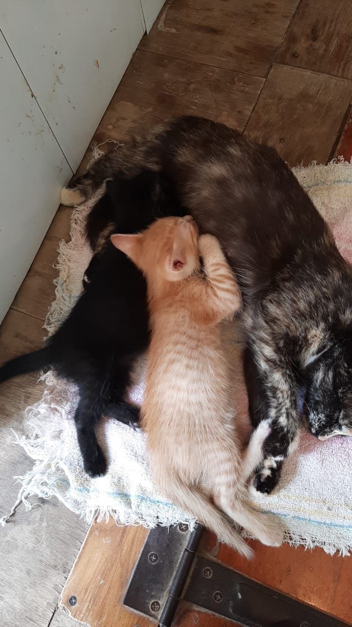 Отдам котят в добрые руки