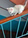Отдам кошечку котенка