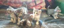 Отдадут котят в добрые руки