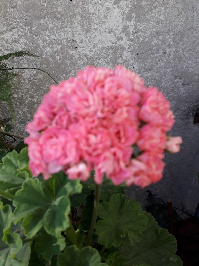 Пеларгония, розовая