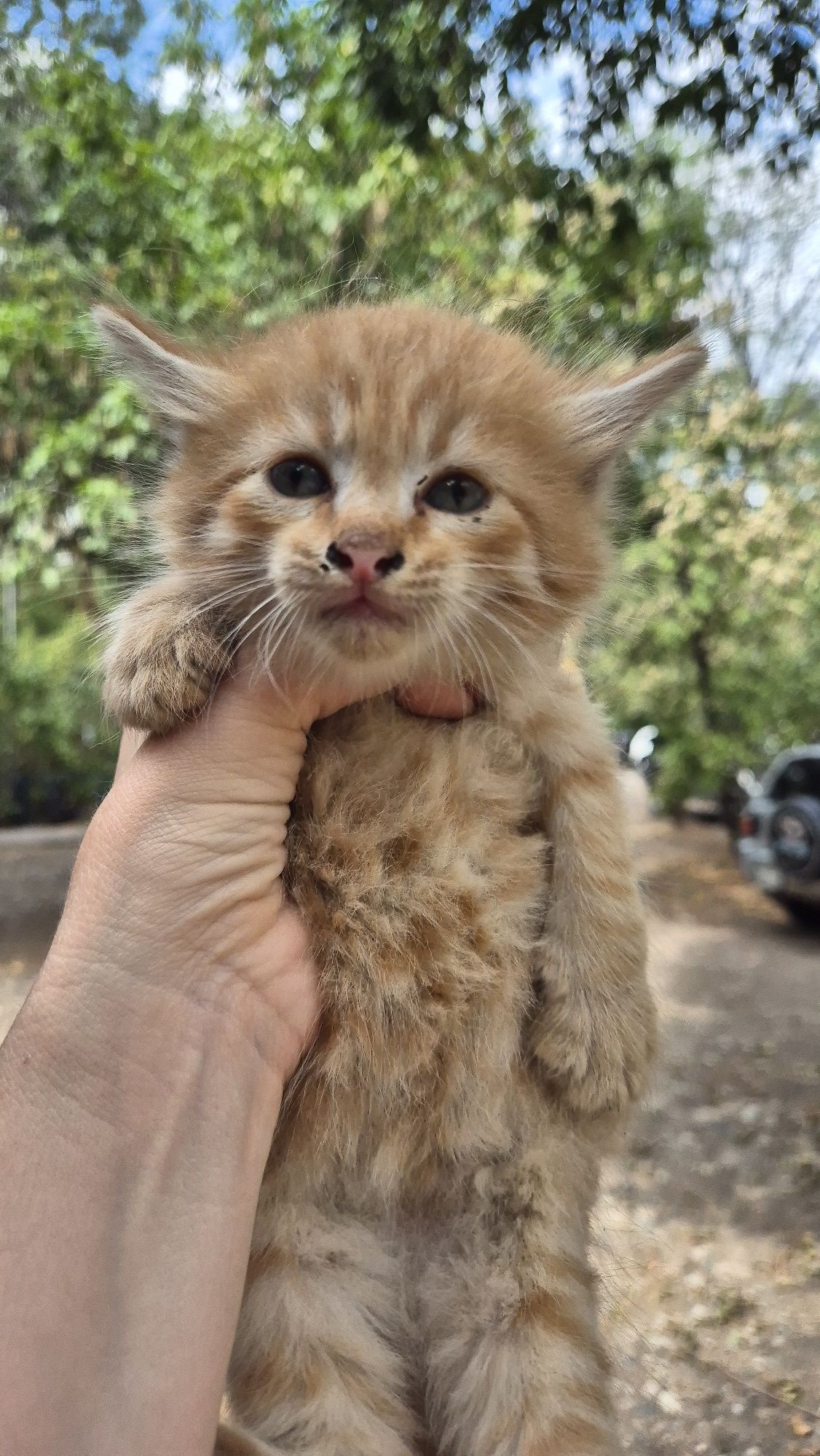 Котята бесплатно