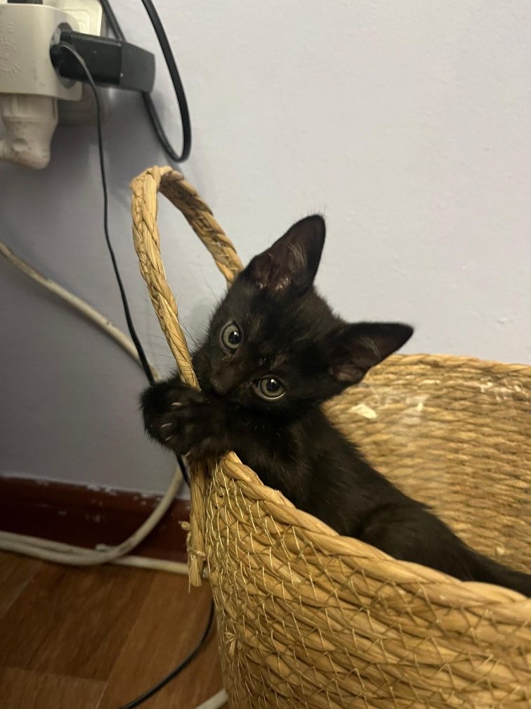 Котёнок в ответственные руки