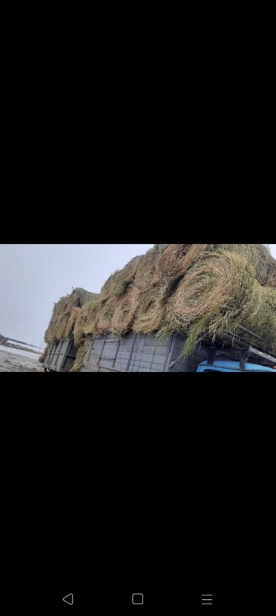 Сено люцерна жоношка урлон с доставкой жоношка свежый укос жоношка урл