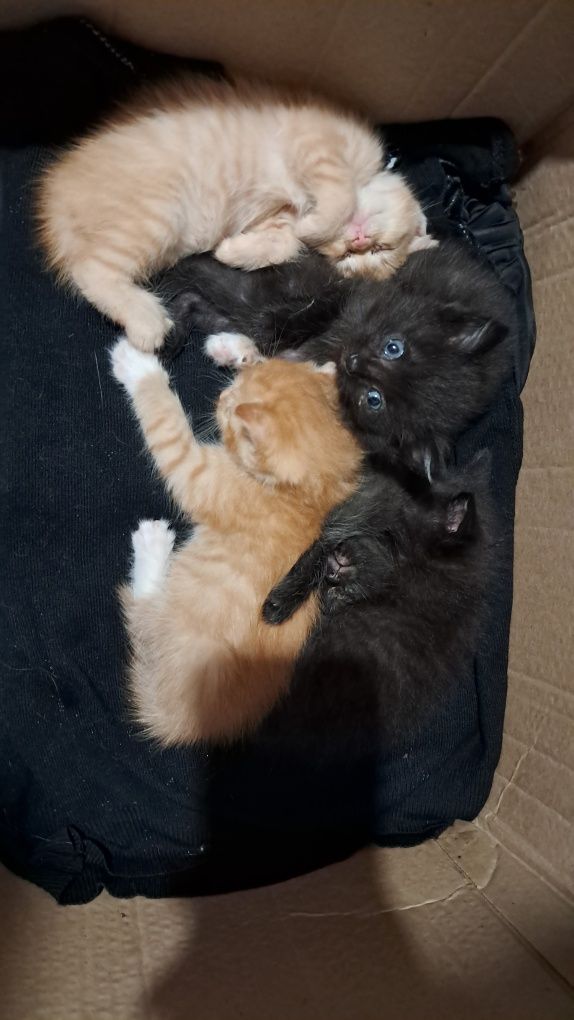 Отдам котят в хорошие руки