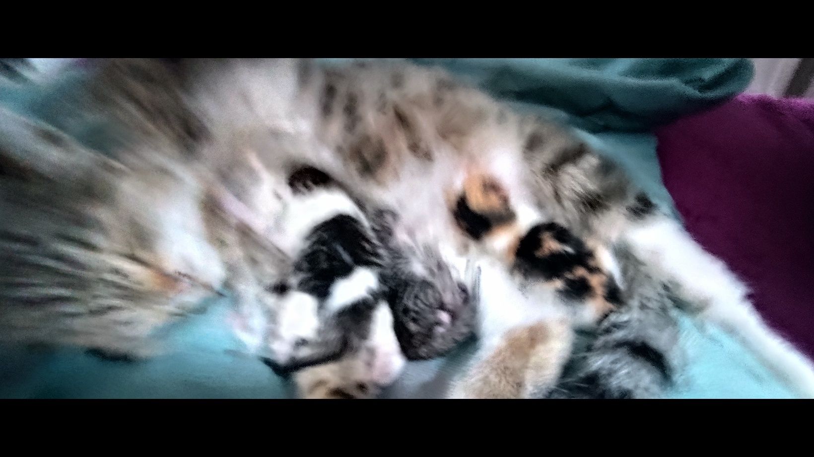 Кошка с новорожденными котятами ищут Дом.