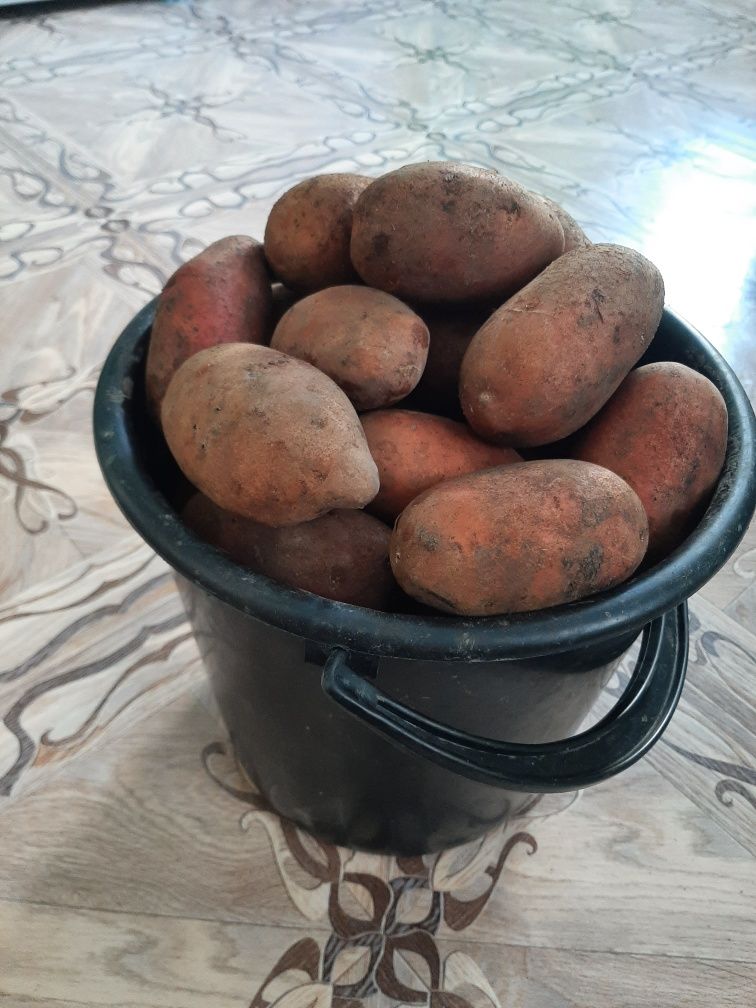 Продам домашний Картофель