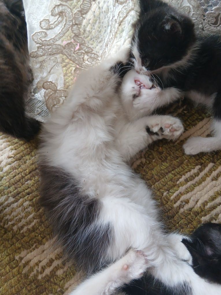 Отдам замечательных,игривых котят в добрые руки
