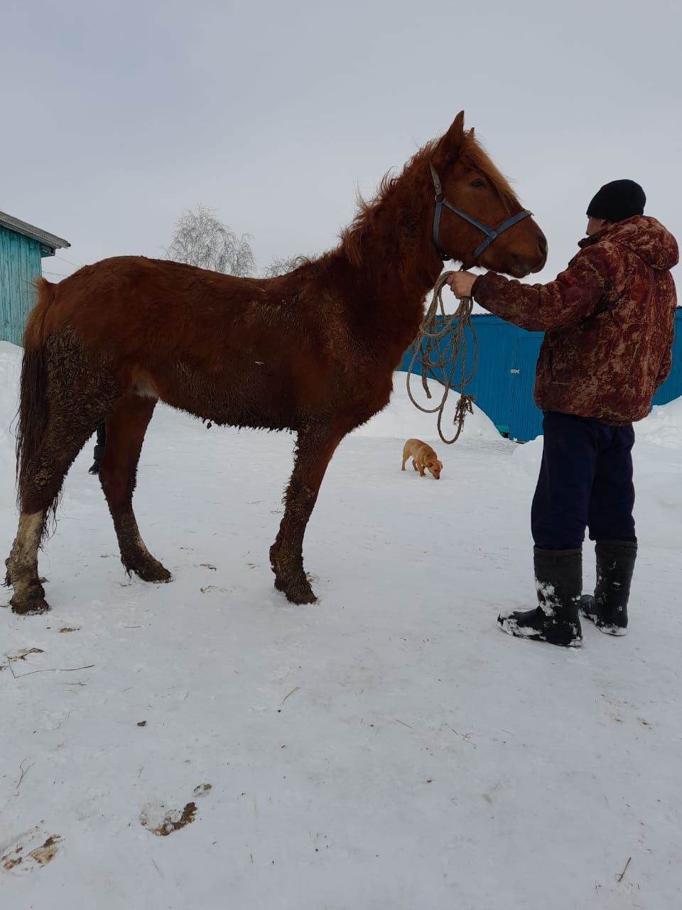 Продам  Жеребчик