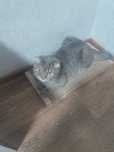 Отдам шотландского вислаухокого кота и кошку