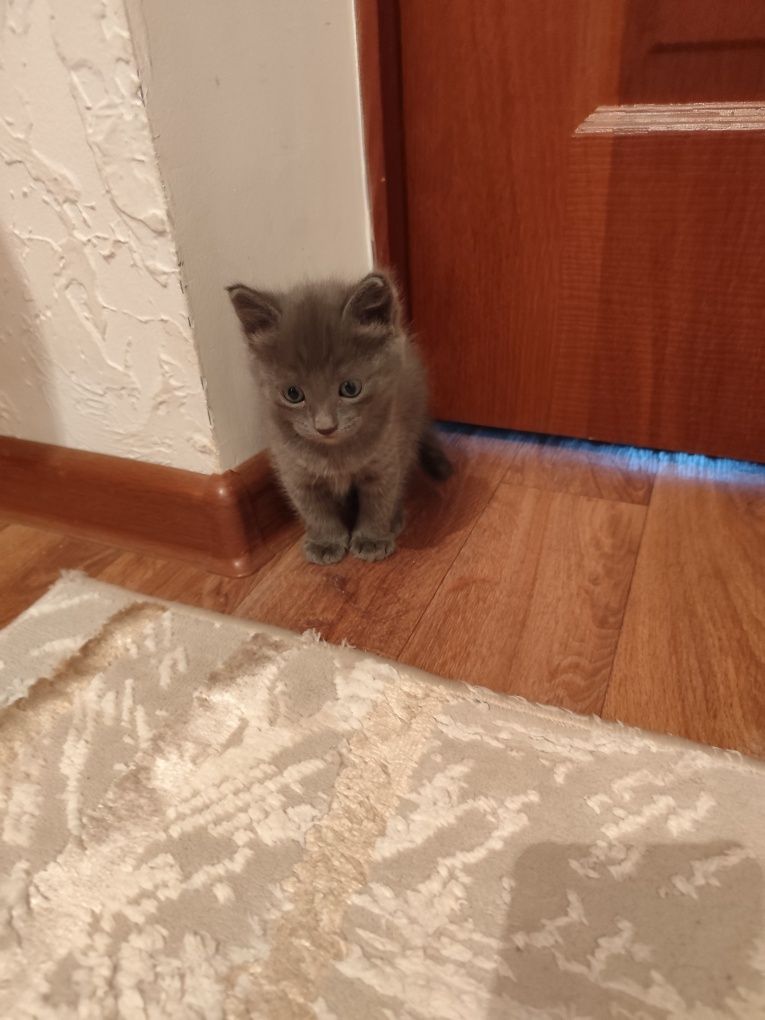 Котята отдам в добрые руки